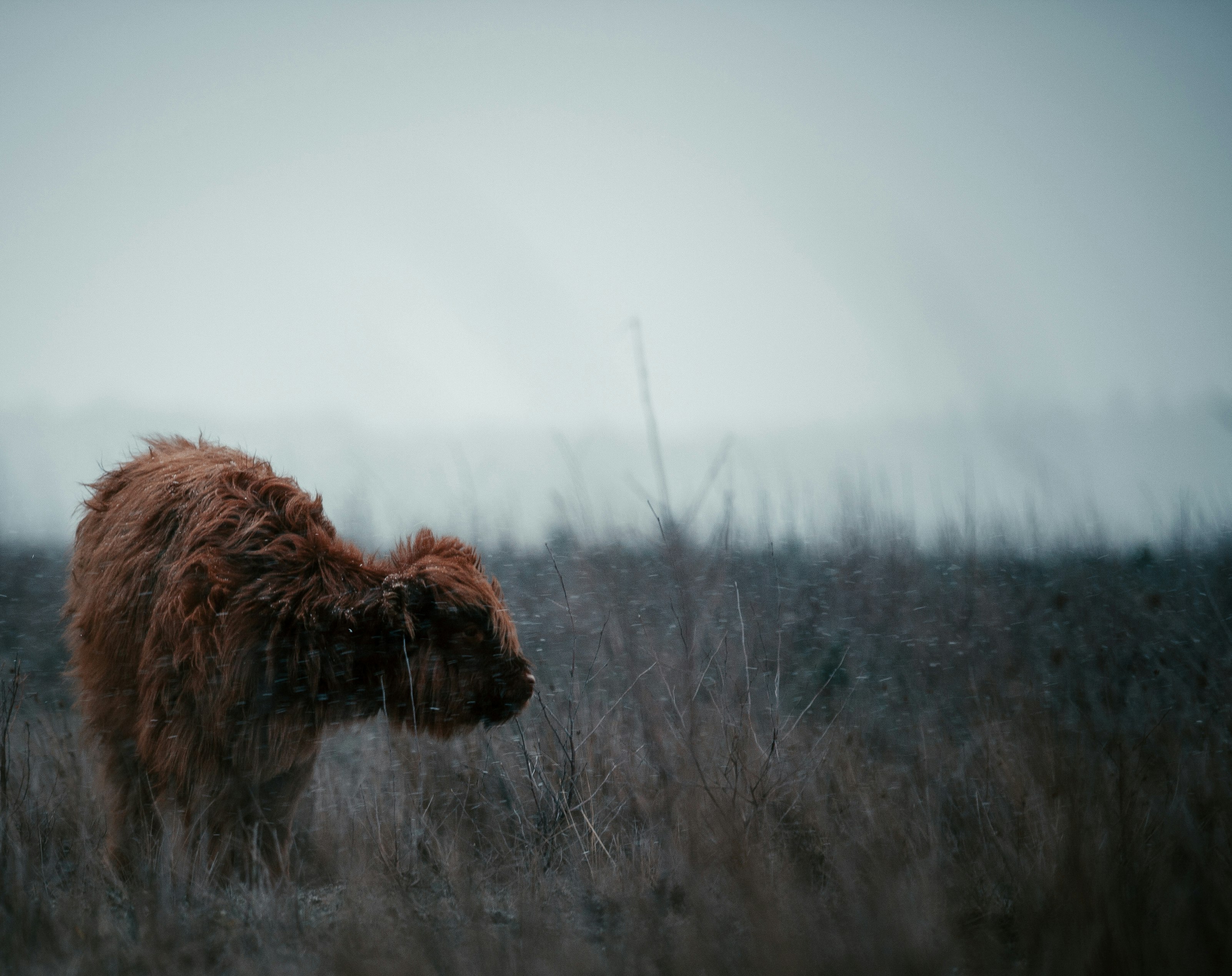 brown lion on brown grass field during daytime